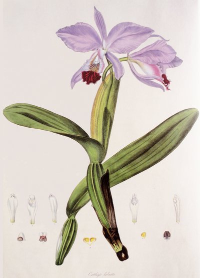 Cattleya labiata da Unbekannt