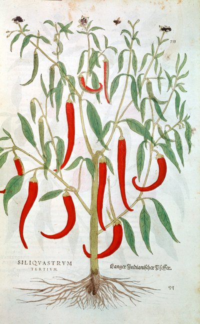 Pianta di pepe di Cayenna Capsicum, XVI secolo da Unbekannt