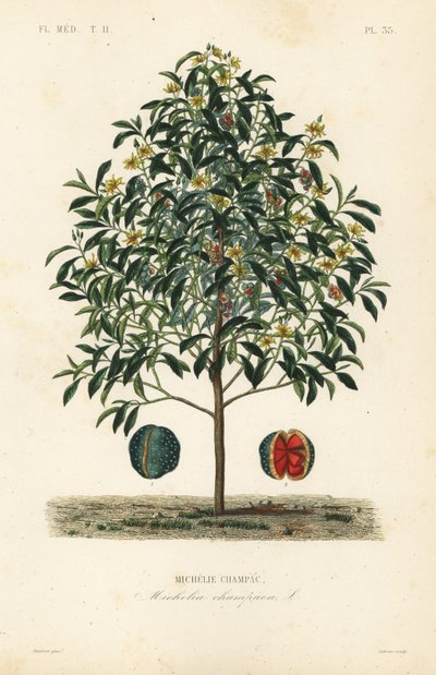 Albero di champak, Magnolia champaca da Unbekannt