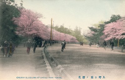 Fiori di ciliegio al Parco di Uyeno Tokyo, c1910 da Unbekannt