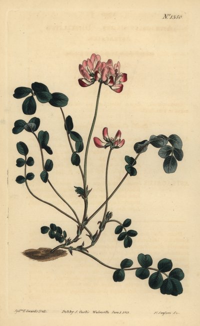 Astragalo cinese, Astragalus sinicus da Unbekannt