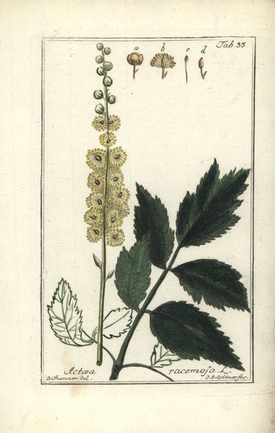 Cimicifuga racemosa o Black cohosh, Actaea racemosa da Unbekannt