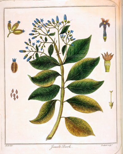 Cinchona dei Gesuiti o corteccia peruviana 1795 da Unbekannt
