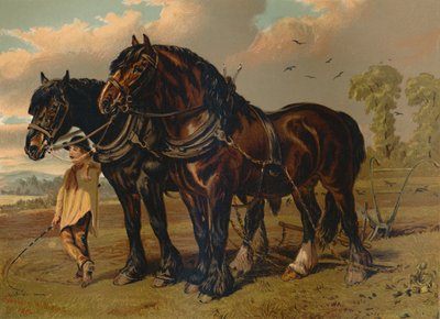 Stallone e giumenta Clydesdale da Unbekannt