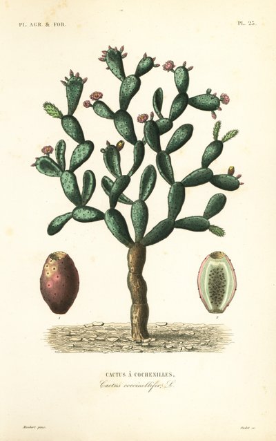 Cactus della cocciniglia, Nopalea cochenillifera, Opuntia cochenillifera, Cactus cochenillifer, Cactus coccinellifer, Cactus a cochenilles da Unbekannt