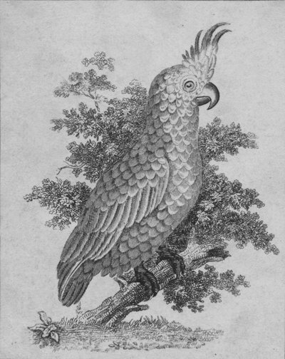 Cacatua, XIX secolo da Unbekannt