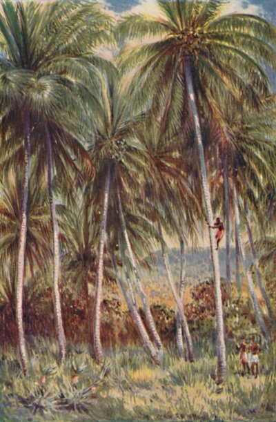 Palme di cocco nel Queensland settentrionale, 1923 da Unbekannt