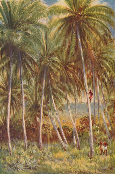 Palme di cocco, 1924 da Unbekannt