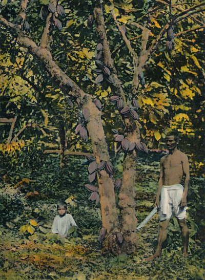 Cacao in piena produzione, Trinidad e Tobago, c1914 da Unbekannt