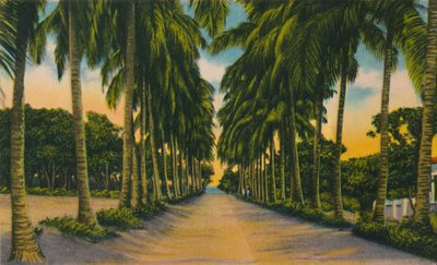Viale delle noci di cocco, Barranquilla, c1940s da Unbekannt