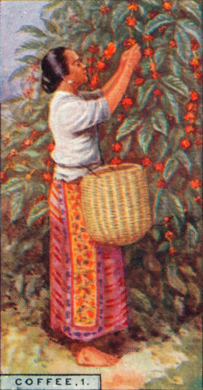 Caffè, 1. - Raccolta delle bacche, Indie Orientali, 1928 da Unbekannt