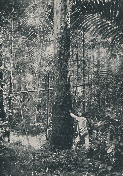 Raccolta della gomma, 1916 da Unbekannt