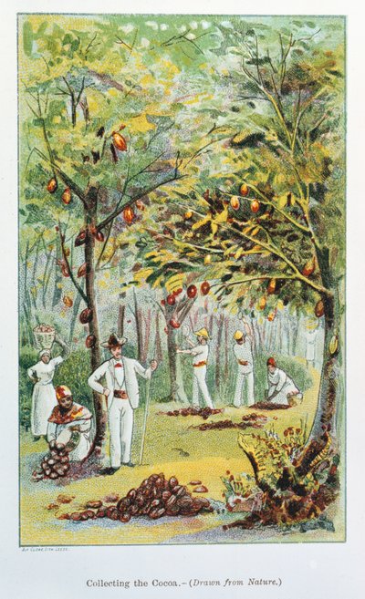 Raccolta di cacao, Venezuela, 1892 da Unbekannt