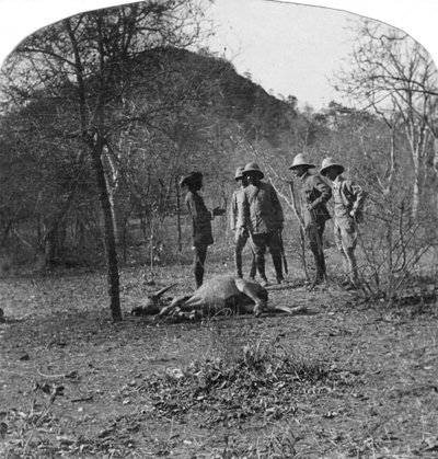 Colonnello Afsurul Mulk a caccia di tigri, India, 1900s da Unbekannt