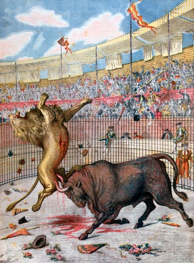 Combattimento tra un leone e un toro, Spagna, 1894 da Unbekannt