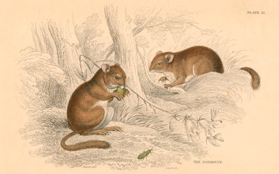 Ghiro comune Muscardinus arvellanarius, roditore in ibernazione, 1828 da Unbekannt