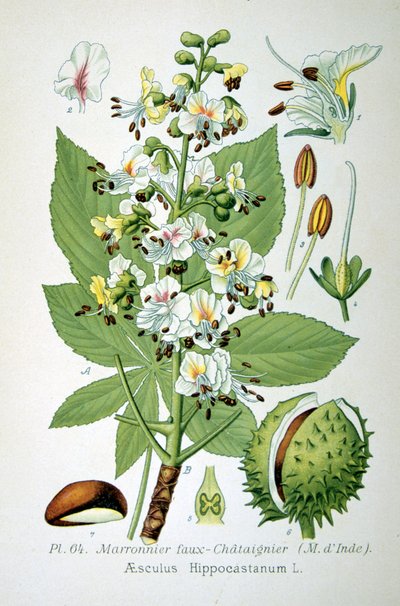 Ippocastano comune, 1893 da Unbekannt
