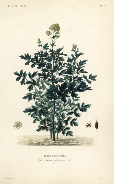 Pigamo dei prati da Unbekannt