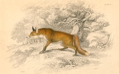 Volpe comune o rossa Vulpes vulpes, 1828 da Unbekannt