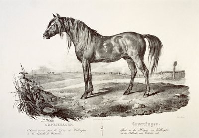 Copenhagen, il cavallo del Duca di Wellington, XIX secolo da Unbekannt