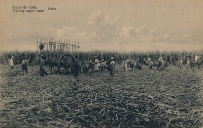 Corte de Cana - Taglio della canna da zucchero - Cuba, c1910 da Unbekannt