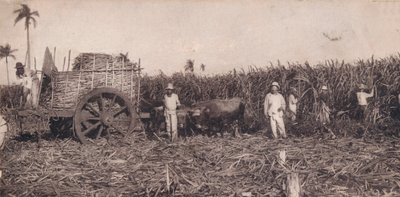 Corte de Canna. - Raccolta della canna da zucchero. Cuba, c1900 da Unbekannt