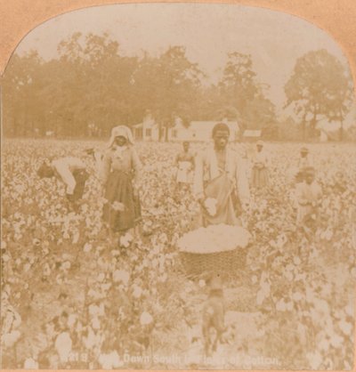 Raccolta del cotone, c1900 da Unbekannt