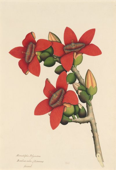Fiori dell