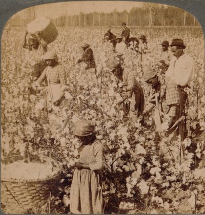 Il cotone è re - scena di piantagione con raccoglitori al lavoro. Georgia, c1900 da Unbekannt