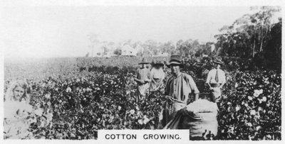 Raccolta del cotone, Australia, 1928 da Unbekannt