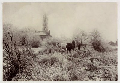 Mucche in un campo gelato, circa 1890 da Unbekannt