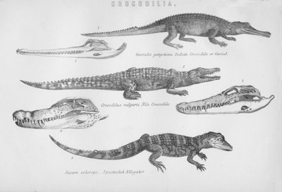 Crocodilia, XIX secolo da Unbekannt