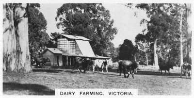 Allevamento di latte, Victoria, Australia, 1928 da Unbekannt