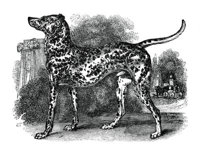 Cane dalmata da Unbekannt