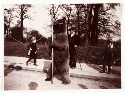 Orso danzante, circa 1905 da Unbekannt