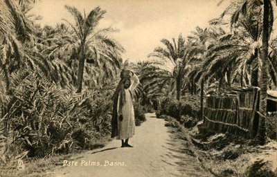 Palme da dattero, Bassora, c1918-c1939 da Unbekannt
