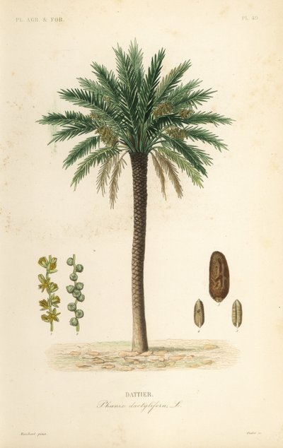 Palma da dattero, Phoenix dactylifera, Dattier da Unbekannt