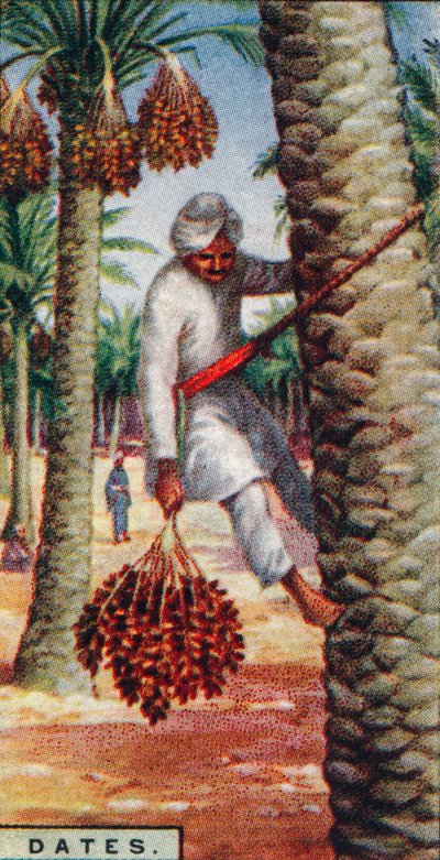Raccolta dei datteri, Nord Africa, 1928 da Unbekannt