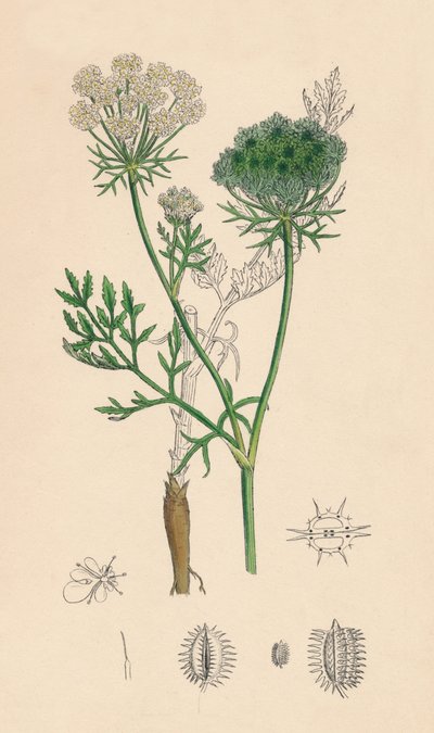 Daucus Carota. Carota selvatica, XIX secolo da Unbekannt