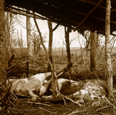 Cavalli morti, Verdun, Francia settentrionale, c1914-c1918 da Unbekannt