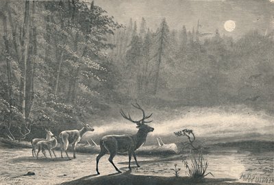 Cervi sul Lago St. Regis, di notte, 1883 da Unbekannt