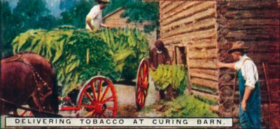 Consegna del tabacco al fienile di essiccazione, 1926 da Unbekannt