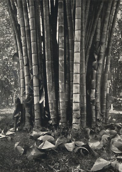 La parte inferiore degli steli di una pianta di bambù gigante a Peradeniya, 1926 da Unbekannt