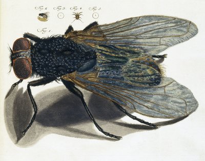 Descrizione al microscopio di una mosca da Unbekannt