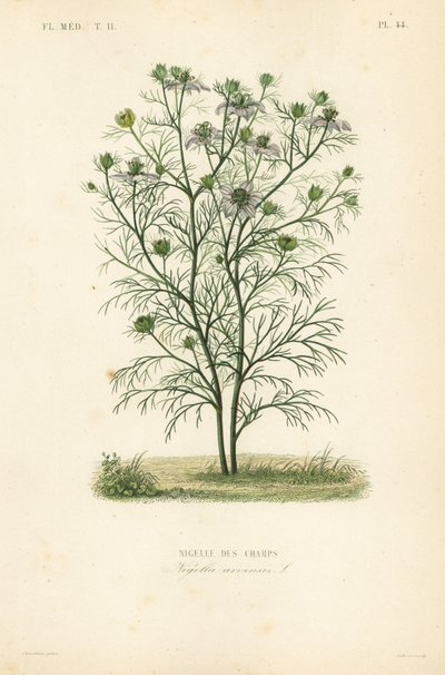 Nigella dei campi, Nigella arvensis da Unbekannt