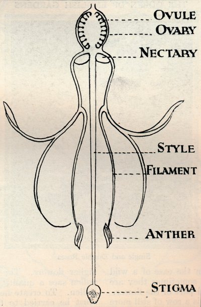 Diagramma di un fiore di fucsia, che mostra il meccanismo impiegato per produrre semi, c1934 da Unbekannt