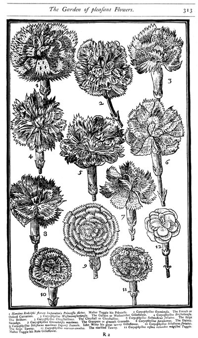 Dianthus Garofani e Pinks, 1629 da Unbekannt