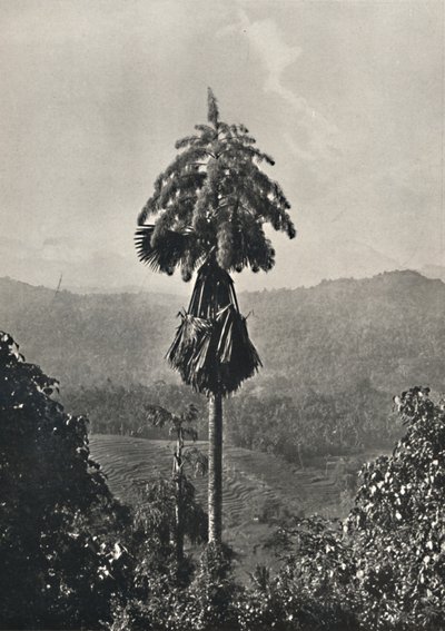 Die Talipotpalm Corypha umbracalifera in Blute, 1926 da Unbekannt