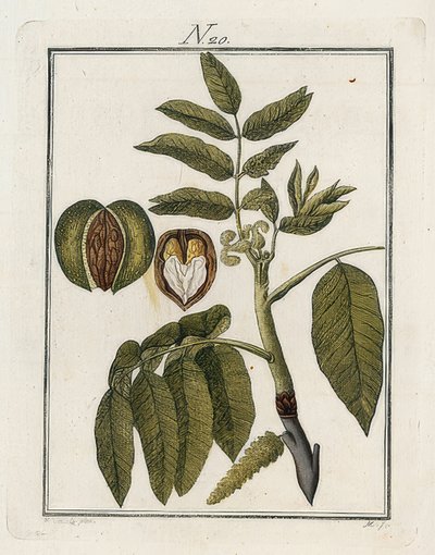 Il noce. Il mondo in immagini. Volume 3. Baumeister da Unbekannt