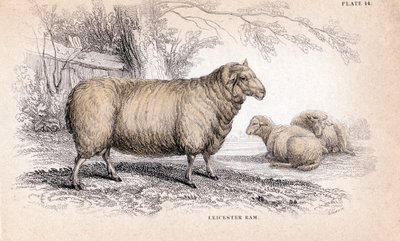 Dishley New Leicester Ram da Unbekannt